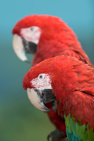Pair of parrots