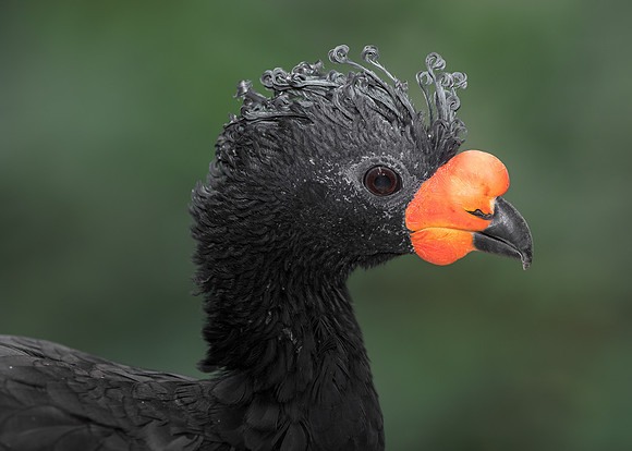 Wattled curassow