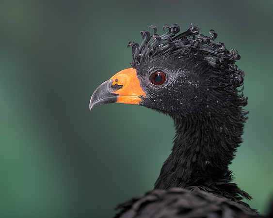 Wattled curassow