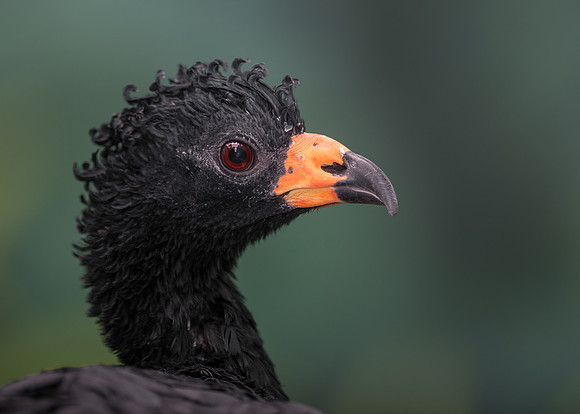 Wattled curassow