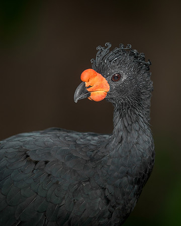 Wattled curassow