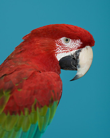 Green-winged macaw