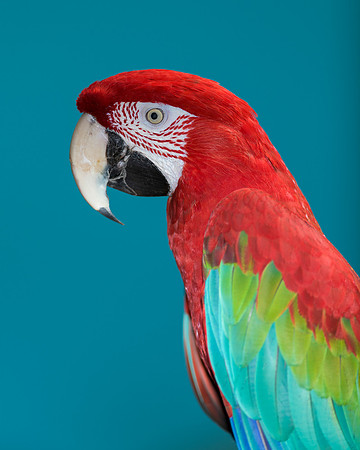Green-winged macaw