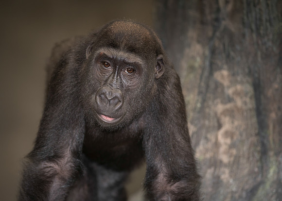 Gorilla