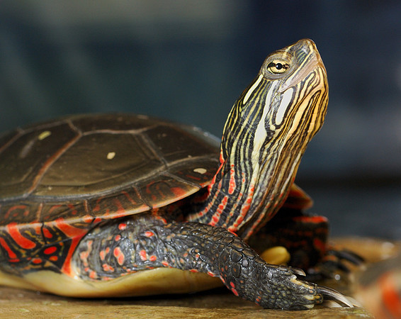 Turtle stretches