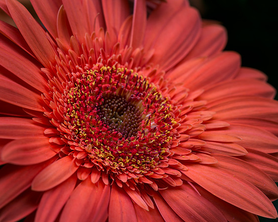 Red daisy