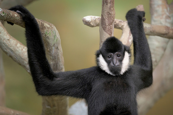 White-Cheeked Gibbon