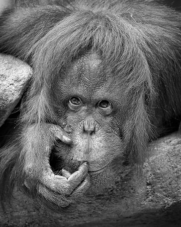 Bornean Orangutan