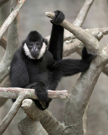 White-Cheeked Gibbon