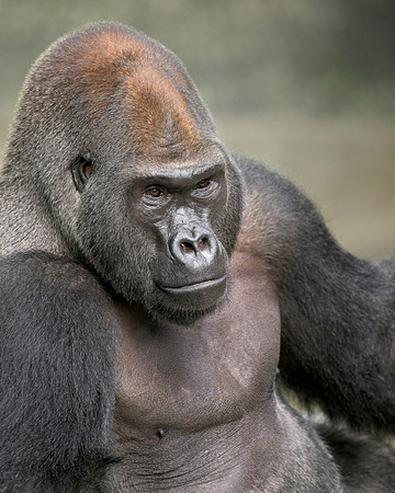 Western Gorilla