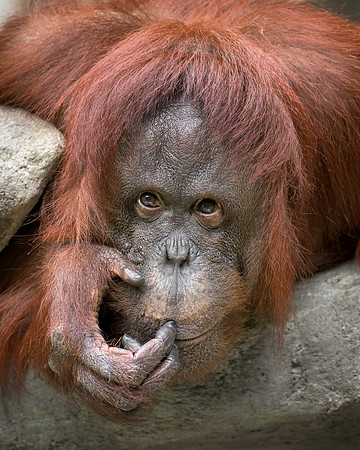 Bornean Orangutan