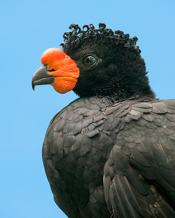Wattled Curassow