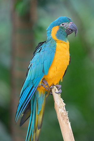 Blue-and-yellow macaw