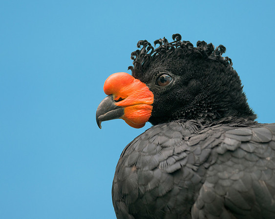 Wattled Curassow