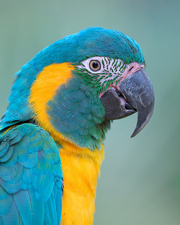 Blue-and-yellow macaw