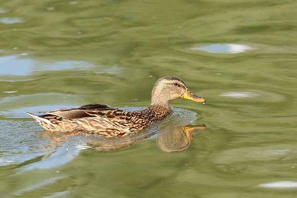 Duck