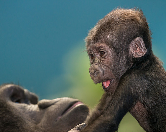 Baby gorilla