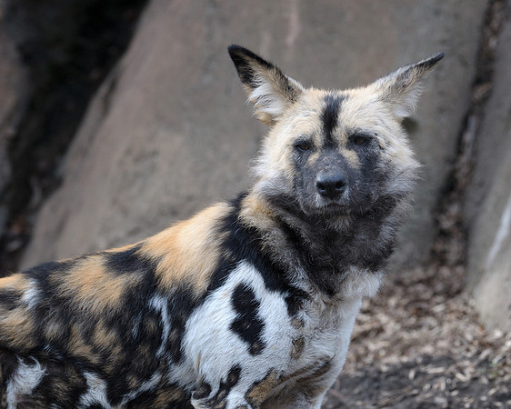 African wild dog