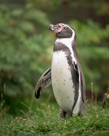 Humboldt penguin