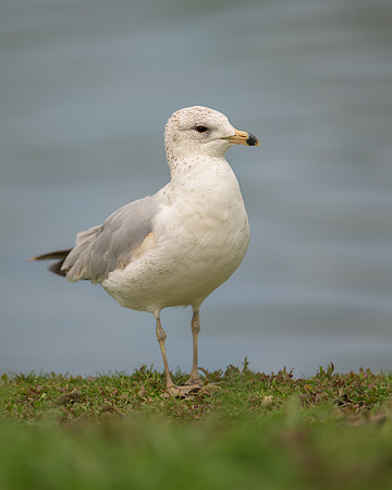 Gull