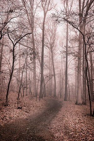 Foggy forest trail