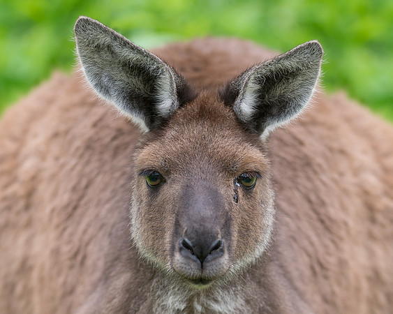 Kangaroo