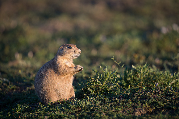 Prairie dog