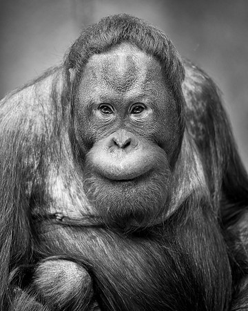 Bornean Orangutan