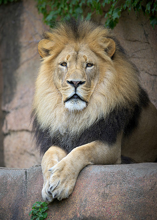 African Lion