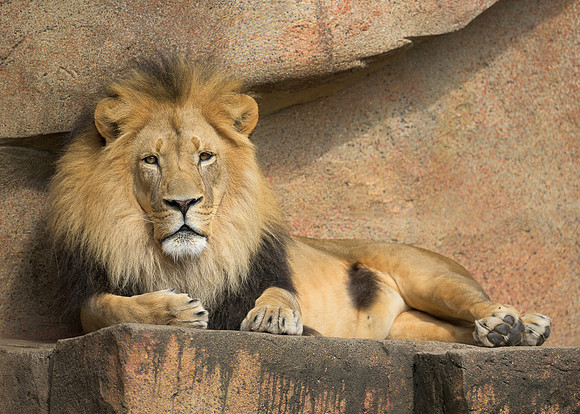 African Lion
