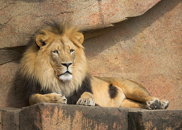 African Lion