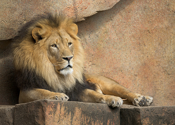 African Lion