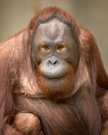 Bornean Orangutan