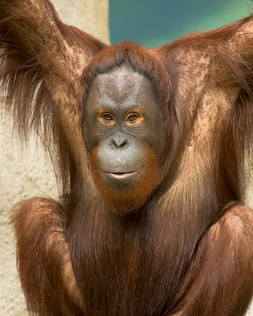 Bornean Orangutan