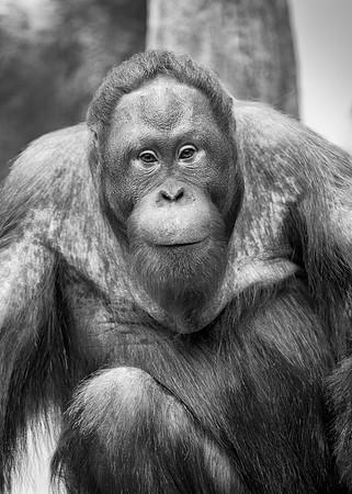 Bornean Orangutan