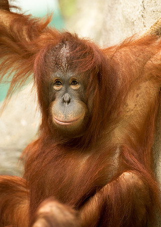Bornean Orangutan