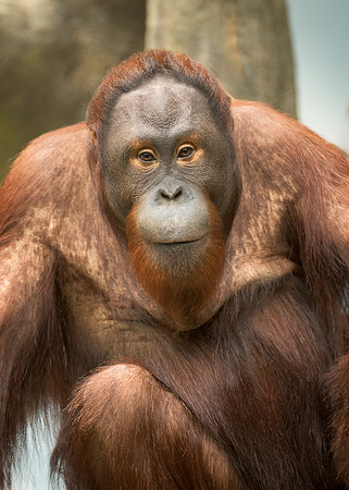 Bornean Orangutan