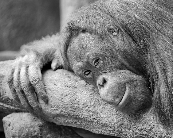 Bornean Orangutan