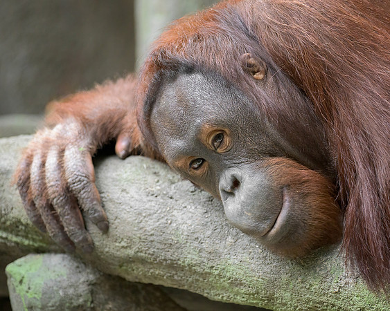 Bornean Orangutan