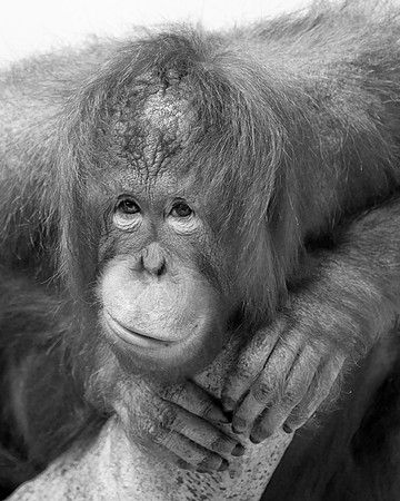 Bornean Orangutan