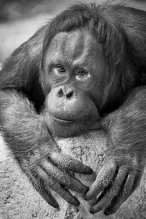 Bornean Orangutan