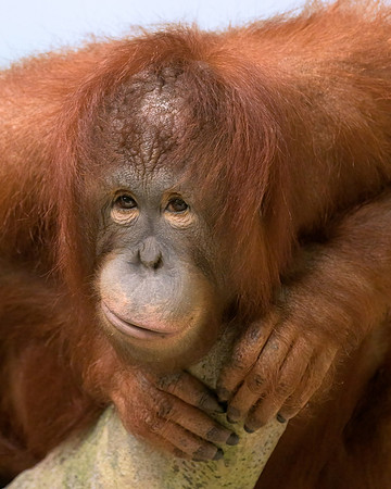Bornean Orangutan
