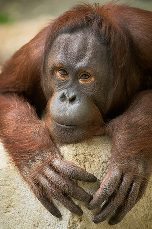 Bornean Orangutan