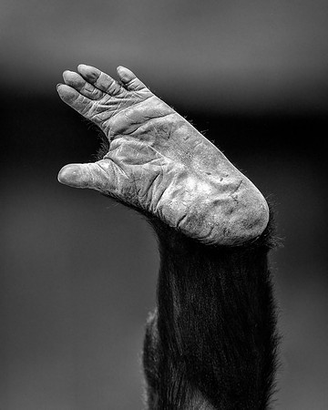 Gorilla foot