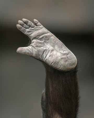 Gorilla foot