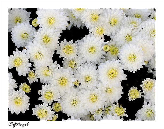 White flowers
