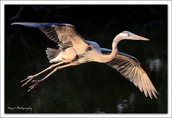 Heron in flight