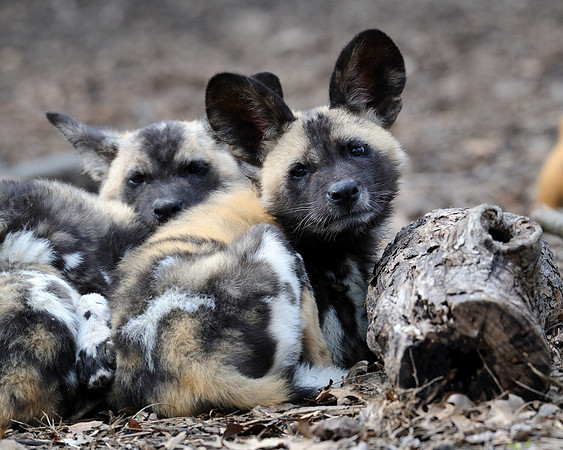 African wild dog pups