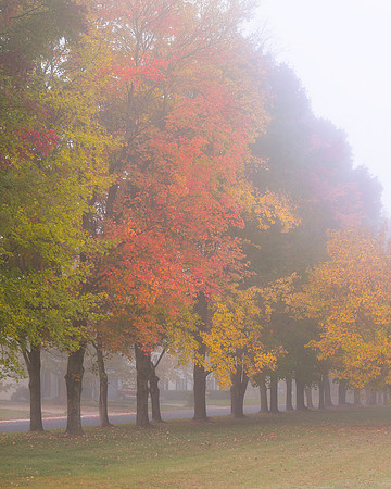 Foggy autumn trees