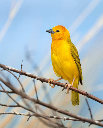 Golden Weaver